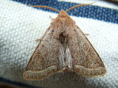 Common Quaker